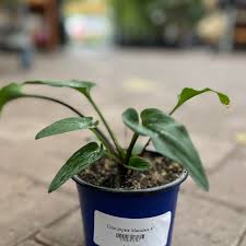 Image result for Drimiopsis