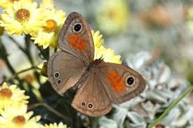 Image result for Glossostelma spathulatum