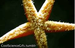 Free starfish icons in various ui design styles for web and mobile. Funny Gifs Starfish Gif Vsgif Com