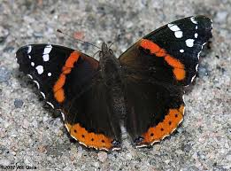 Black And White Striped Butterfly With Red Dots Red Admiral Vanessa Atalanta Orange And Black Butterfly White Butterfly Tattoo Black Butterfly