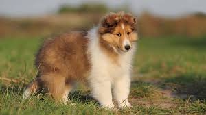 Similar to their larger cousins, miniature shelties are more likely to be good and energetic, with an innate herding intuition. Shetland Sheepdog Price Temperament Life Span