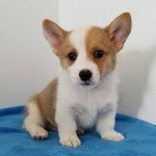 But, like all dogs, they need to be properly house trained to avoid making a mess on the floor. Prince Pembroke Welsh Corgi Puppy 610278 Puppyspot