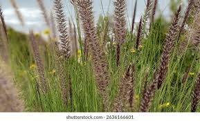 Image result for Cenchrus setaceus