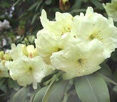 R Nestucca Rhododendron Pinterest Garden Shrubs Shrub And Beautiful Flowers
