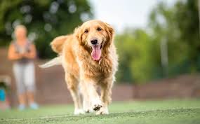 If you feel a new lump on your dog it's natural to fear the worse. Prostate Cancer Sniffing Dogs May Train Robot Noses To Find Tumors Early