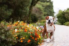 Bill of lading records in 2012 and 2014. The 7 Best Dog Foods For American Bulldogs 2021 Reviews