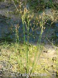 Image result for Juncus balticus