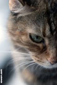 صور قطط جميله sowarr com موقع صور أنت في صورة cats crazy cats beautiful cats