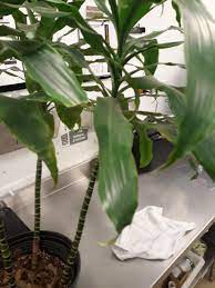 Let's see who else knows it. What Kind Of Plant Is This Album On Imgur