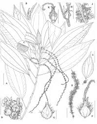 Image result for Scepocarpus