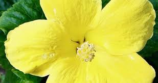 How to make a hawaiian flower. The Yellow Hibiscus Hawaii S State Flower Travel To Paradise