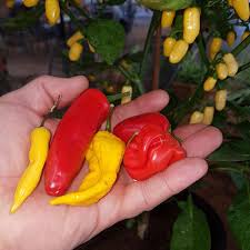 Over At Ruxley Manor Garden Centre With Just A Few Chillies Stuffed Peppers Farm Fresh Manor Garden