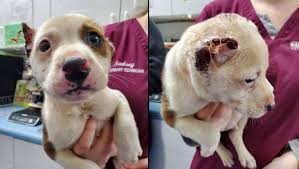 2,952 likes · 291 talking about this. Florida Rescue Caring For 8 Week Old Puppy Found With Ears Cut Off Sewed With Fishing Line