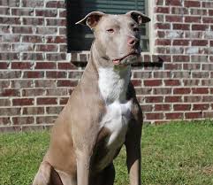 Champagne pitbull puppies for sale, bluenose pitbull dogs for sale best american pit bull dog breeders. Pros And Cons Of Owning A Blue Fawn Pit Bull Healthy Homemade Dog Treats