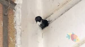 Similarly to honey bees, bumble bees are also social and tend to live in groups, as part of a hive that follows a queen. Bumble Bees Nesting In Our House Youtube