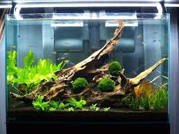 Memiliki hewan peliharaan tentu menjadi salah satu alternatif dalam mengurangi tingkat stress maupun kebosanan selama di rumah. Daftar Harga Aquarium Kaca Untuk Ikan Hias Ikan Hias Air Tawar Laut Dan Aquarium