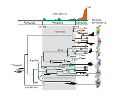 Evolutionary History Of Whales Dolphins And Sea Turtles