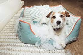 How do i stop my puppy from chewing everything? How To Stop Dogs Chewing Their Beds Bean Bags R Us