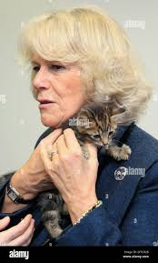 Camilla, the Duchess of Cornwall holds kitten Lucy at the Battersea Dog and  Cat's Home Wednesday Oct. 27, 2010 in London. The Duchess visited the home  for the first time, touring the