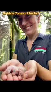 Baby Golden Conures! 💛 Newly hatched and will grow FAST! We're so exc...