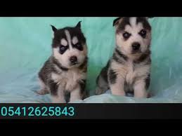Sibirya Kurdu Yavru Fiyatlari 05412625843 Sibirya Kurdu Husky Kursun