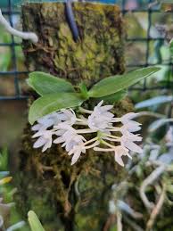 Image result for Aerangis splendida