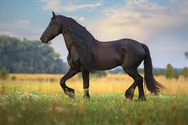 Maybe you would like to learn more about one of these? Zink Furs Pferd Wie Gefahrlich Ist Ein Zinkmangel Beim Pferd