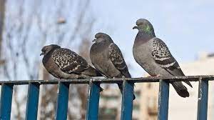 You can make the roof not a great place to land. How To Easily Get Rid Of Pigeons From The Roof Balcony Or Yard