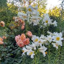 Lilium Regale Album Plant Identification Lilium Free Plants