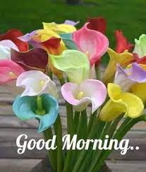 Colorful Good Morning Flowers Good Morning Flowers Good Morning Images Flowers Good Morning Flowers Pictures
