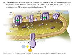 We did not find results for: 15 Label The Following Structures Reactants Chegg Com