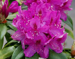 By making their choices carefully, gardeners in almost every part of the south can enjoy some of these plants, even if that means growing them in containers. Rhododendron Anah Kruschke Landscape Plants Oregon State University