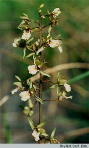 Image result for Orthochilus milnei