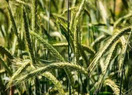 If you're planting rye seed on new soil, it needs to be tilled. Planting And Growing Rye How To Grow Rye Grass Balcony Garden Web