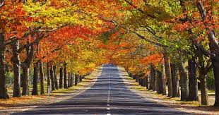 50 Frases De Outono Para Whatsapp E Redes Sociais