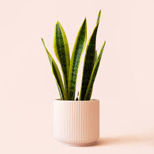 Image result for Uvaria laurentii