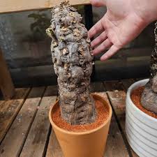 Image result for Euphorbia mlanjeana