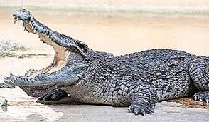 Il s'agit d'un crocodile marin, des animaux redoutables mais il s'agit du plus gros crocodile jamais capturé : 10 Animaux Aux Morsures Les Plus Fortes 2021