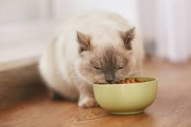 Dogs can eat beans, or at least some of them. Can Cats Eat Beans Top Things You Need To Know