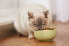 It's mostly made up of water so it's helpful in keeping your cat. Can Cats Eat Beans Top Things You Need To Know