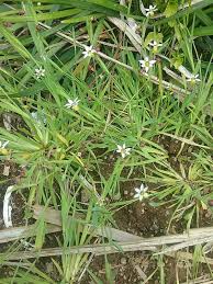 Image result for Sisyrinchium micranthum