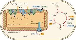 Maybe you would like to learn more about one of these? Reading Light Independent Reactions Biology Early Release