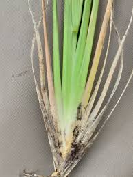 Image result for Eragrostis plana