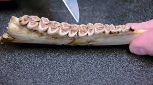 white tailed deer jawbone aging part 2 tooth wear