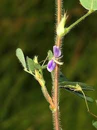 Image result for Grona setigera