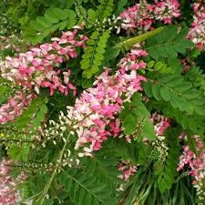 Image result for Indigofera fulvopilosa