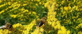 Check spelling or type a new query. Nebraska State Flower The Goldenrod Proflowers Blog