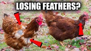 You can pluck out a lot of feathers before you can see what's underneath. Why Are My Chickens Losing Their Feathers Youtube