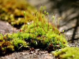 Only land plants where the gametophyte stage is the dominant. Life Cycle Of Nonvascular Plants Read Biology Ck 12 Foundation