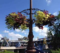 Sweet caroline ipomoea is an ornamental plant, we do not recommend consuming. Ornamental Sweet Potato Vine Care How To Grow Potato Vine Plant